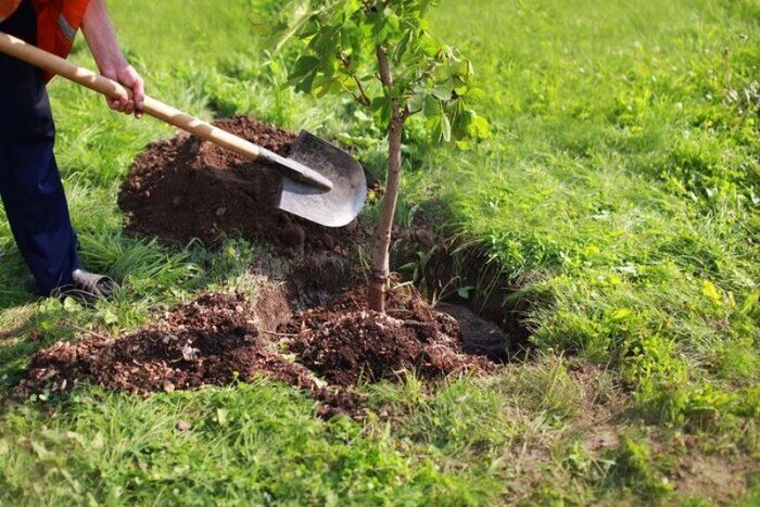 درختکاری؛ راهبردی برای احیای بازماندههای سبز تاریخ