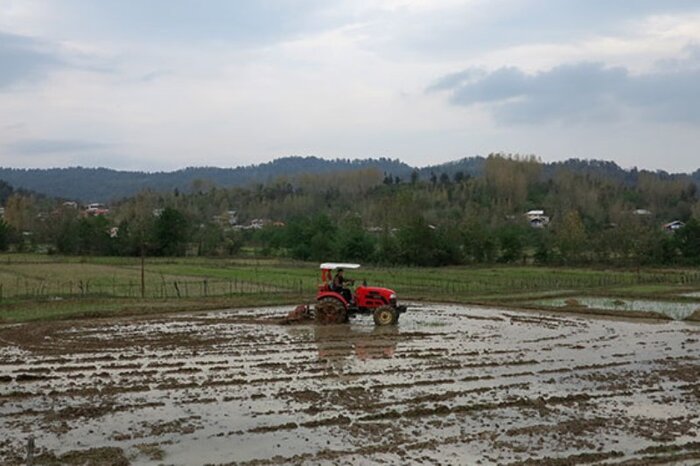 آب سد البرز به شالیزارها رسید