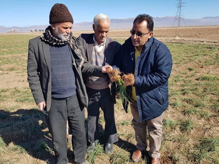 عضو پژوهشکده زعفران: کشت سنتی طلای سرخ درآمد چندانی برای کشاورزان ندارد