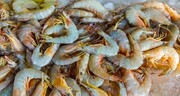 Iran sets target to produce 160k tons of shrimp per year