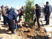 فرماندار: یک میلیون اصله نهال در بروجرد تولید می‌شود