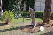 El Ayatolá Jamenei planta tres arbolillos