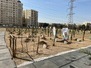 غرس ۴۹ هزار اصله درخت در شهرری/ آخرین خبرها از فضای سبز منطقه ۲۰