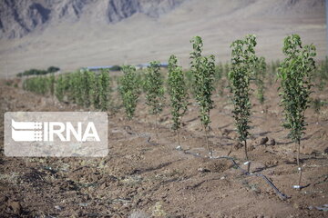 آغاز کاشت ۱۸۰ هزار نهال در حاشیه جاده‌های استان بوشهر