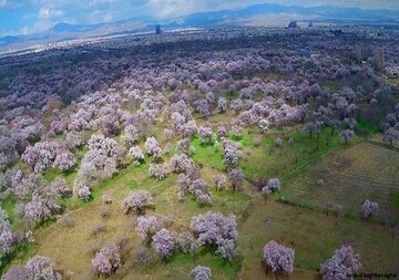 باغستان سنتی قزوین، جواهری در شهر