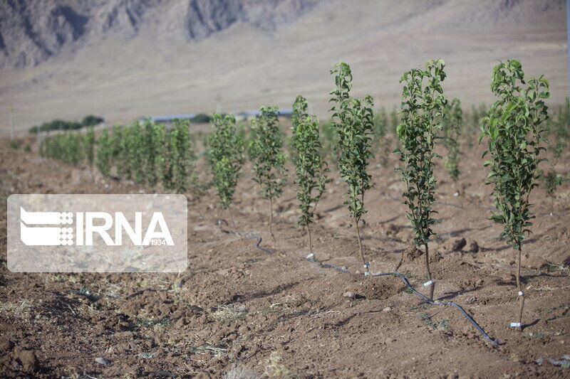 Irán celebra la campaña de plantar mil millones de árboles