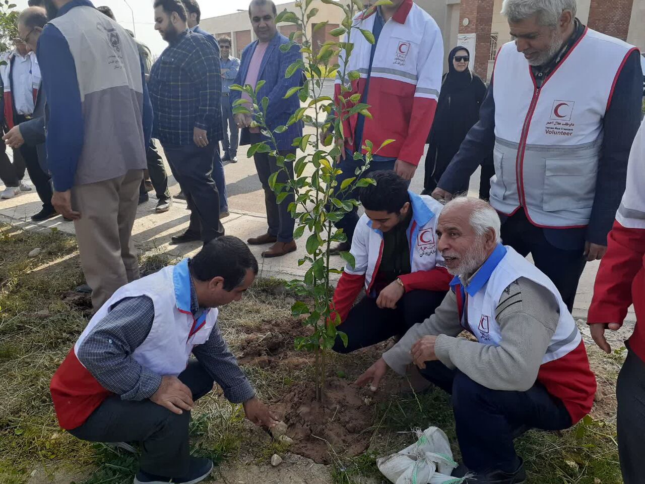 چهار هزار اصله نهال در دزفول توزیع شد