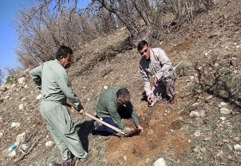 ۱۲۰ هزار اصله نهال رایگان در کهگیلویه و بویراحمد توزیع شد