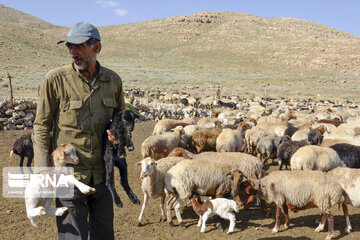 خراسان رضوی رتبه نخست کشور در توزیع خوراک دام عشایر را به خود اختصاص داد