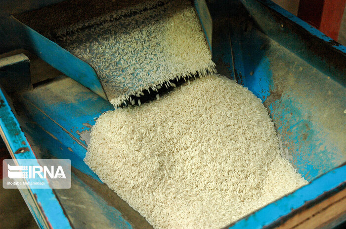 خطر نفوذ آفت انباری به برنج نو، نگرانی جدی‌تر شالیکاران مازندران از رکود بازار برنج
