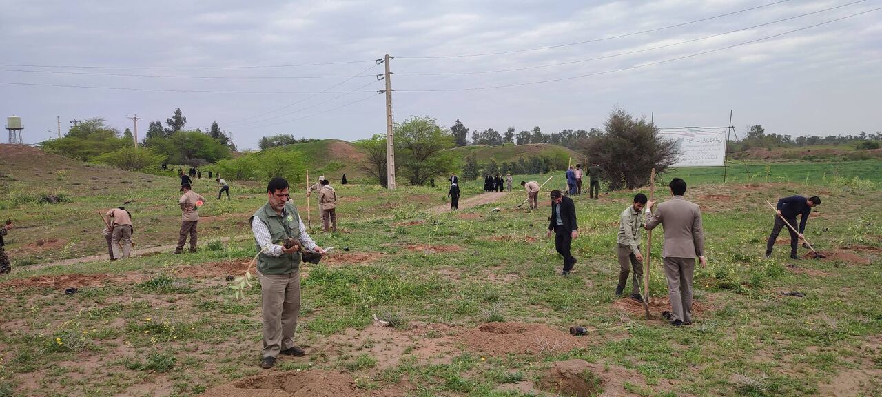 ۵۵۰۰ اصله نهال در آذربایجان غربی غرس شد