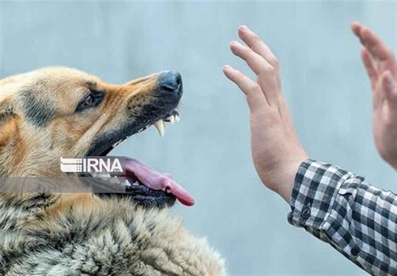 حمله سگ‌های هار به شهروندان مرندی ۱۲مصدوم برجای گذاشت