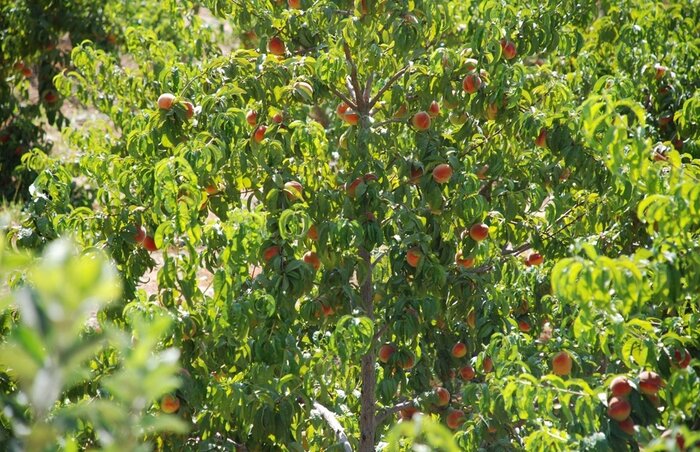 جاذبه‌های طبیعی و تاریخی شهرستان خنداب پذیرای گردشگران نوروزی است