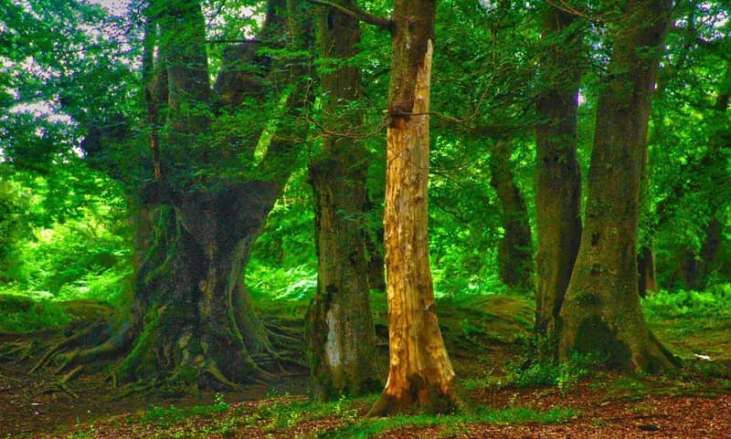 اطراف رشت کجا بریم؟