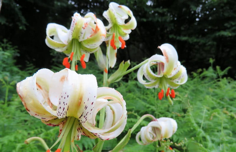 اطراف رشت کجا بریم؟