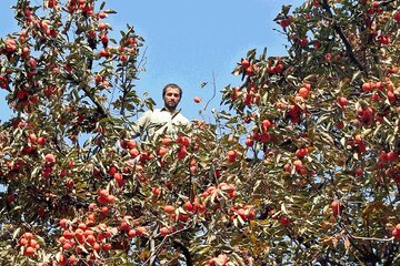 نوبرانه‌های نارنجی در سبد باغداران؛ پیش‌بینی‌ها از تولید و صادرات خرمالوی فارس