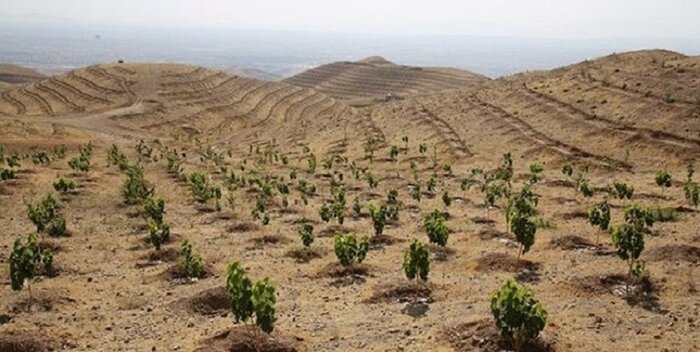 قبای سبز درختکاری بر تَن فارس؛جهش ۱۰برابری تولید نهال طی ۲سال