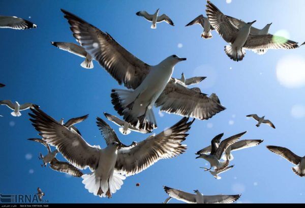 ۷۲ هزار پرنده مهاجر امسال مهمان سواحل و تالاب‌های بوشهر شدند