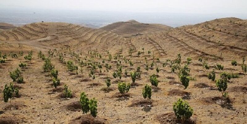 طرح کشت یک میلیارد درخت در کشور درحال اجراست