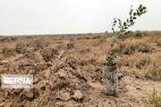 سهم شمال کرمان در طرح کاشت یک میلیارد درخت، ۶۰ میلیون نهال است 