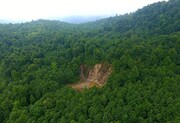 ضرورت تشکیل اکیپ‌های کارشناسی برای تهیه طرح تفضیلی جنگل‌های هیرکانی