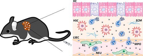 تصویربرداری جدید برای تشخیص کبدچرب غیرالکلی پیشرفته