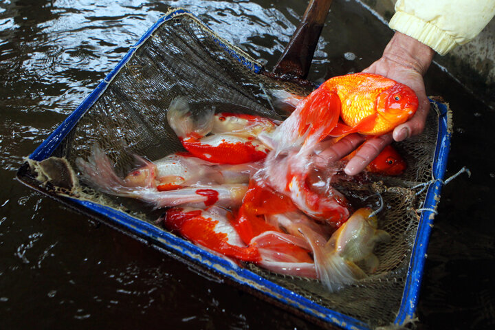 سفره هفت سین، بدون ماهی قرمز رنگی ندارد