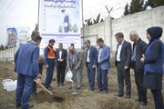 هزار اصله نهال چنار در منطقه آزاد انزلی غرس شد