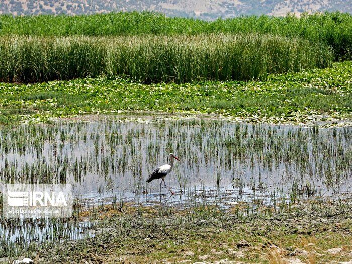 غنای محیط زیست خراسان رضوی، مجالی برای گردشگران نوروزی