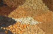 برنامه تولید بذر در استان بوشهر ۱۰۰ درصد محقق شد