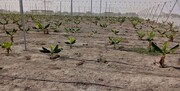 استاندار سیستان و بلوچستان: ایجاد مرکز تحقیقات کشاورزی در زرآباد ضروری است