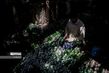 Harvesting daffodil, iris flowers in NW Iran