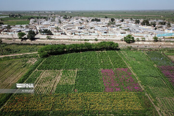 Harvesting daffodil, iris flowers in NW Iran