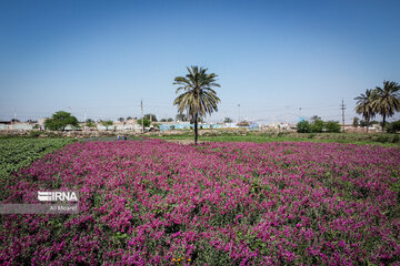 Harvesting daffodil, iris flowers in NW Iran