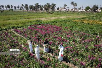 Harvesting daffodil, iris flowers in NW Iran