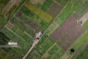 Harvesting daffodil, iris flowers in NW Iran