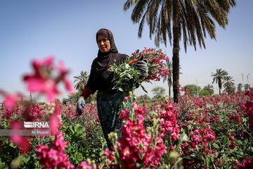 Harvesting daffodil, iris flowers in NW Iran