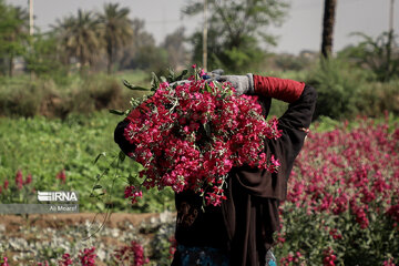 Harvesting daffodil, iris flowers in NW Iran