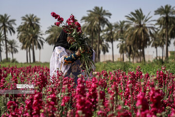 Harvesting daffodil, iris flowers in NW Iran