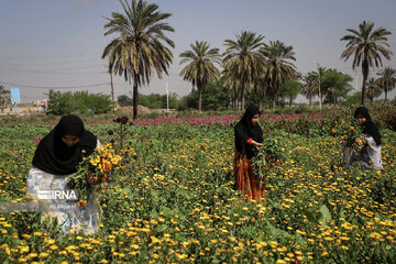 Harvesting daffodil, iris flowers in NW Iran