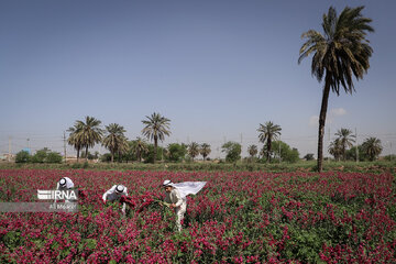 Harvesting daffodil, iris flowers in NW Iran