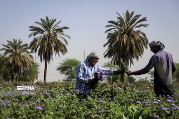 Harvesting daffodil, iris flowers in NW Iran