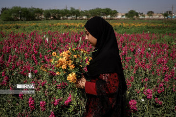 Harvesting daffodil, iris flowers in NW Iran