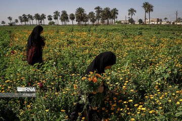 Harvesting daffodil, iris flowers in NW Iran