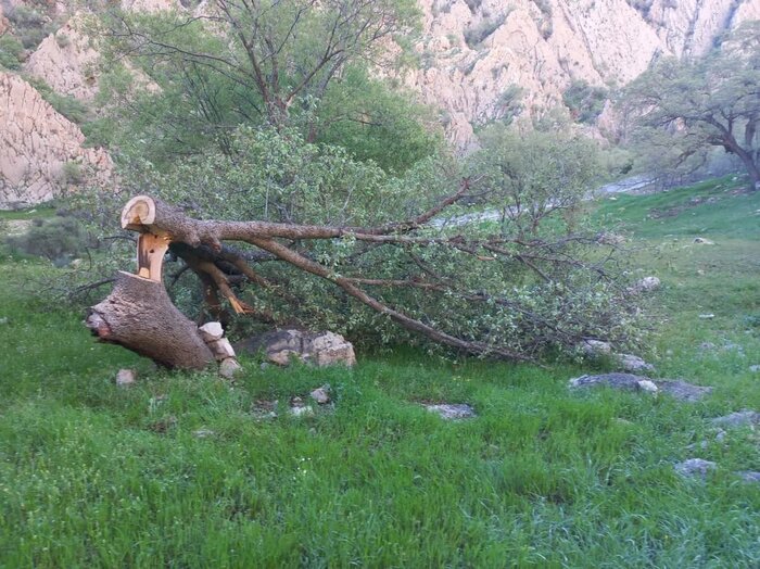 سودجیان شبانه درختان بلوط در دشتک دیل گچساران را قطع کردند