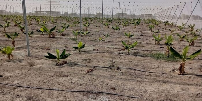 آغاز اجرای طرح توسعه هزار هکتاری تولید موز در سواحل مکران