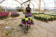 Stock flower growing