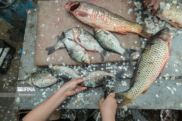 Fishmongers in Iran’s Bandar Torkaman