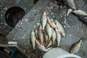 Fishmongers in Iran’s Bandar Torkaman