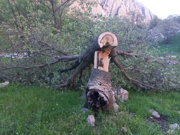 عامل قطع درختان در همدان تحت پیگرد قانونی قرار گرفت